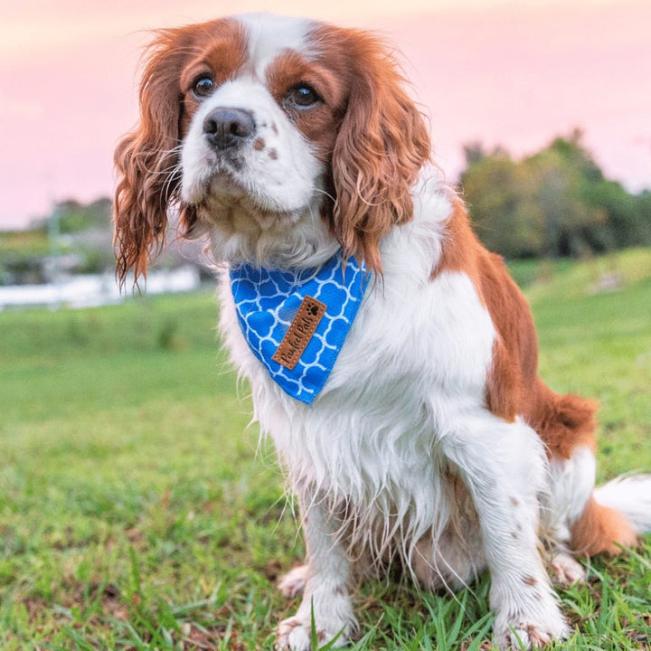 AmbassaDOG in the Don't Quit Your Daydream - Peaceful cooling bandana.