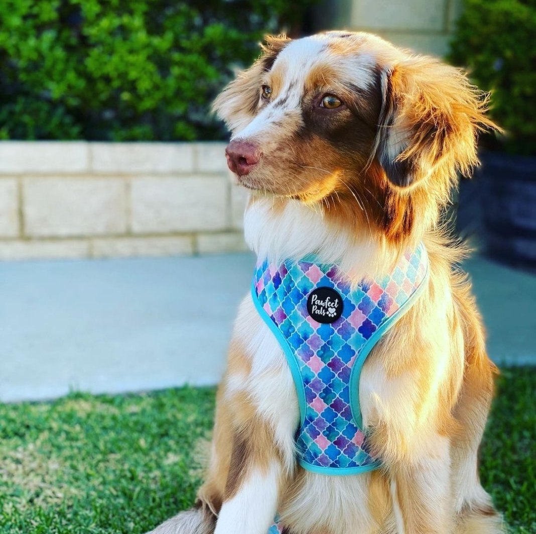 AmbassaDOG wearing the Don't Quit Your Daydream reversible harness.