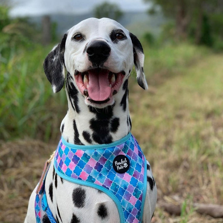 AmbassaDOG wearing the Don't Quit Your Daydream reversible harness.