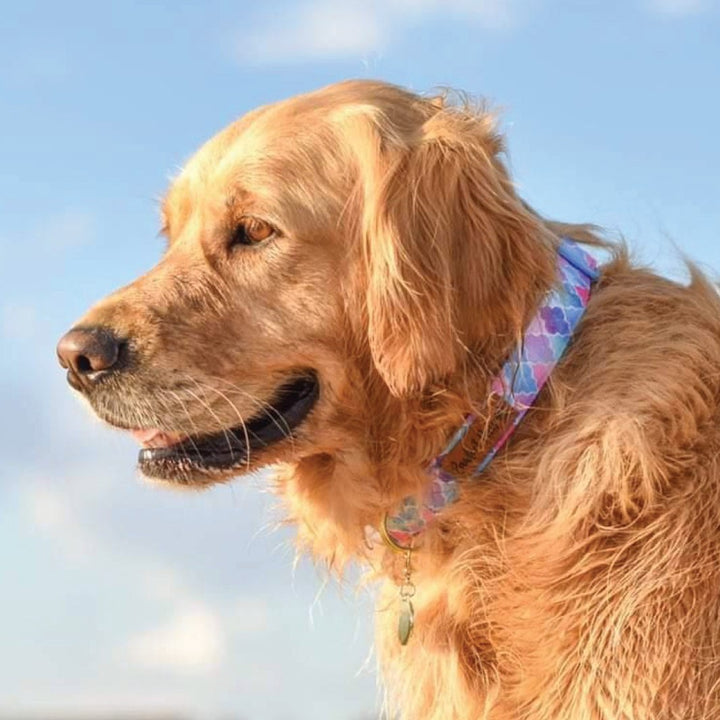 AmbassaDOG wearing the Don't Quit Your Daydream - Enchanted soft collar.