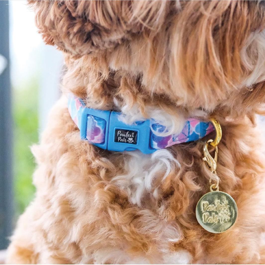 AmbassaDOG wearing the Don't Quit Your Daydream - Enchanted soft collar.