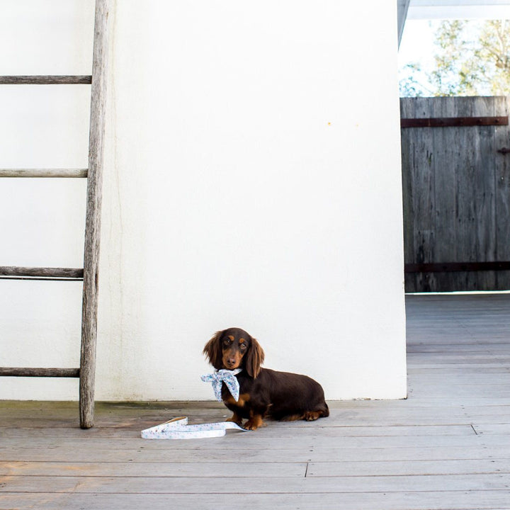 AmbassaDOG in the Don't Stop Be-Leaf-ing - Bubbles sailor bow tie and lead.