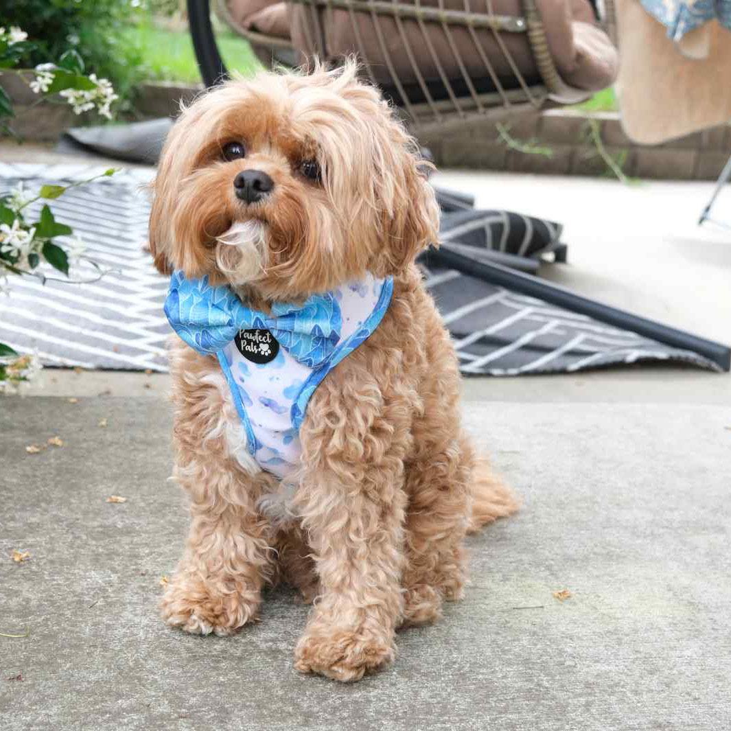 AmbassaDOG Bertie in the Don't Stop Be-Leaf-ing - Forests bow tie and reversible harness.