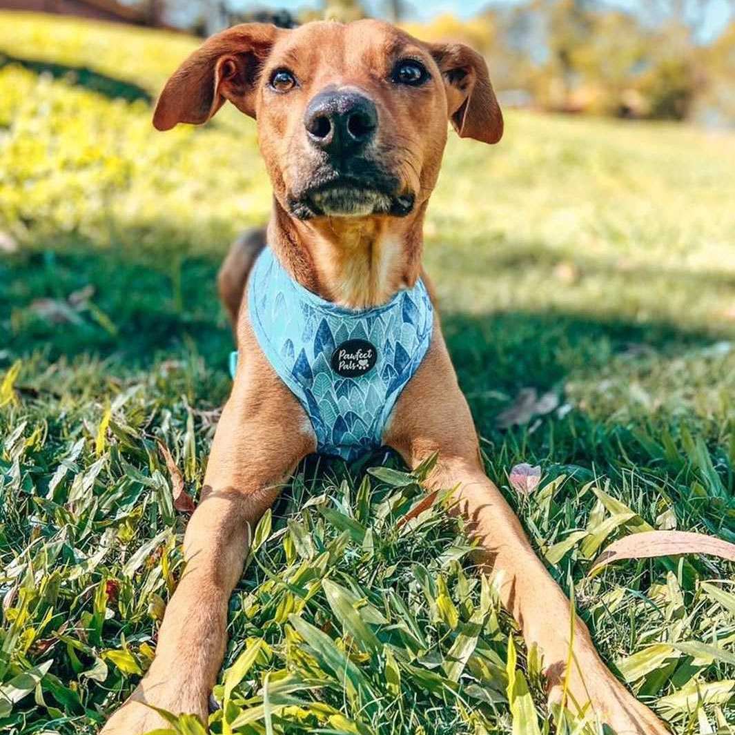 AmbassaDOG Evie in the Don't Stop Be-Leafing reversible harness.