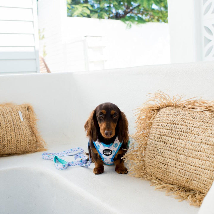 AmbassaDOG in the Don't Stop Be-Leafing reversible harness and soft lead.
