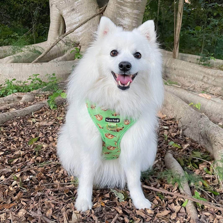 AmbassaDOG Kumo in the Don't Worry, Don't Hurry no-pull adjustable harness.