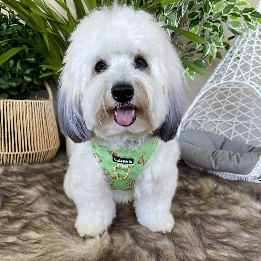 AmbassaDOG Ted in the Don't Worry, Don't Hurry no-pull adjustable harness.