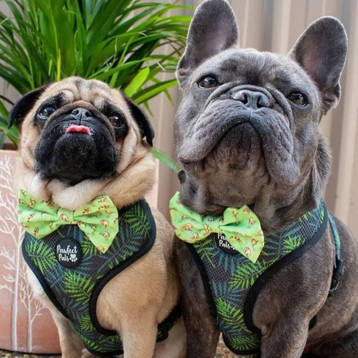 AmbassaDOGS in Don't Worry, Don't Hurry bow ties and reversible harnesses.