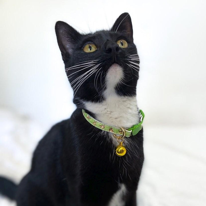 AmbassaCAT Comet in the Don't Worry, Don't Hurry cat collar.
