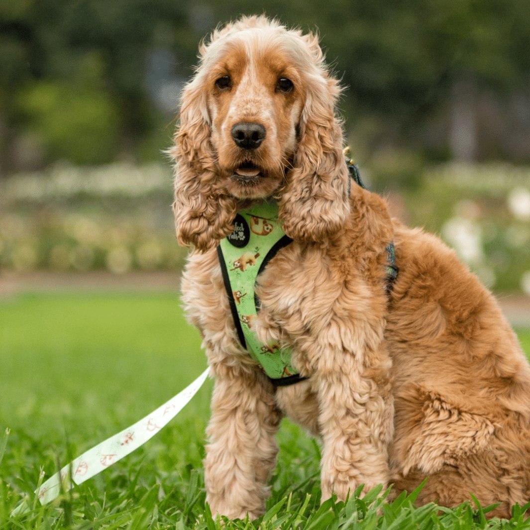 AmbassaDOG in the Don't Worry, Don't Hurry reversible harness and lead.