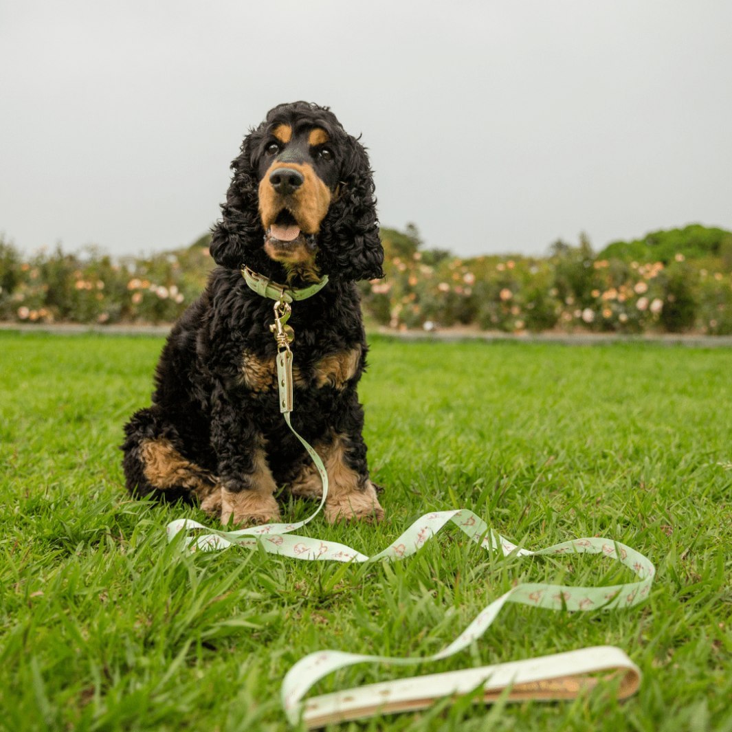 AmbassaDOG in the Don't Worry, Don't Hurry lead and collar.