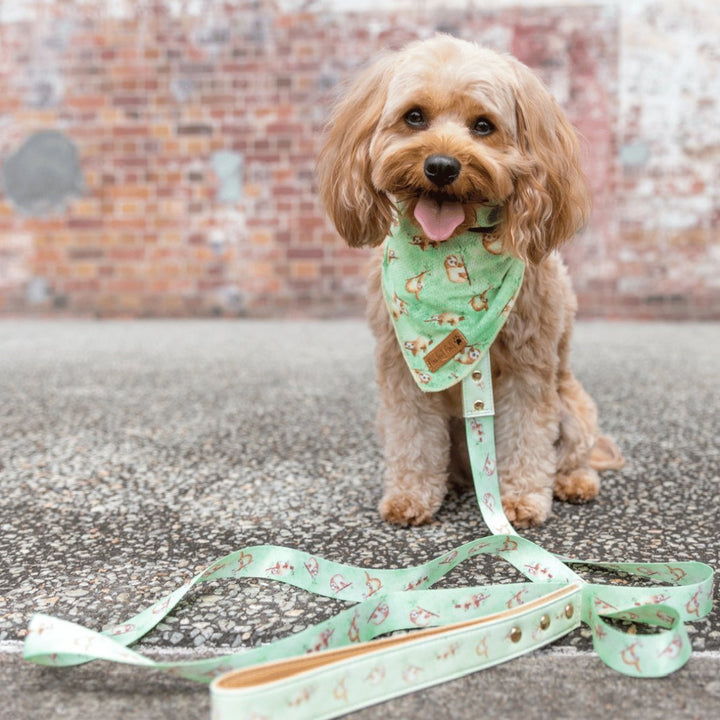 AmbassaDOG in the Don't Worry, Don't Hurry lead, collar and bandana.