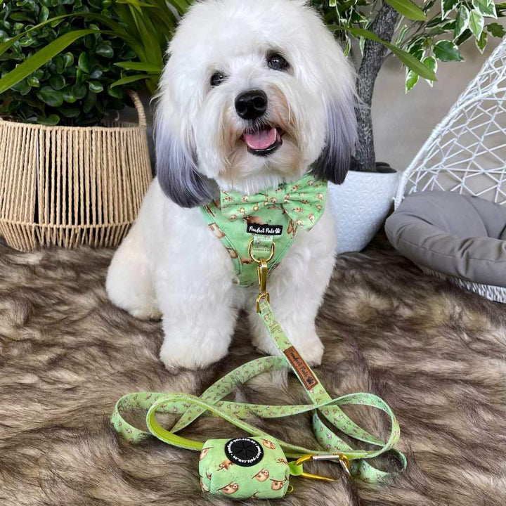 AmbassaDOG Ted with the Don't Worry, Don't Hurry waste bag holder, no-pull adjustable harness and soft lead.