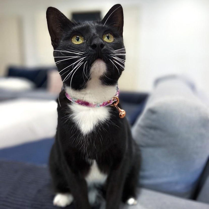 AmbassaCAT Comet in the Dreamy Days cat collar.