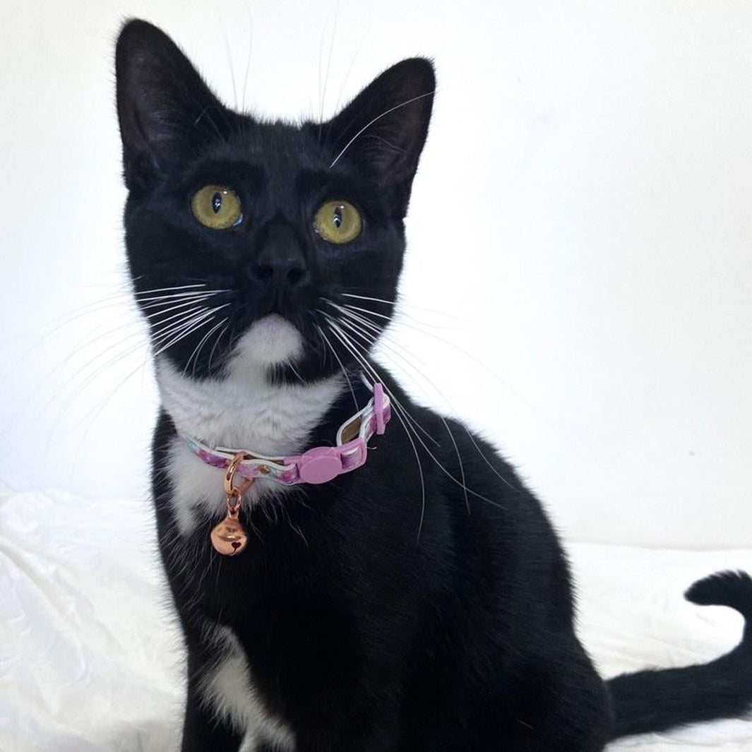 AmbassaCAT Comet in the Dreamy Days cat collar.