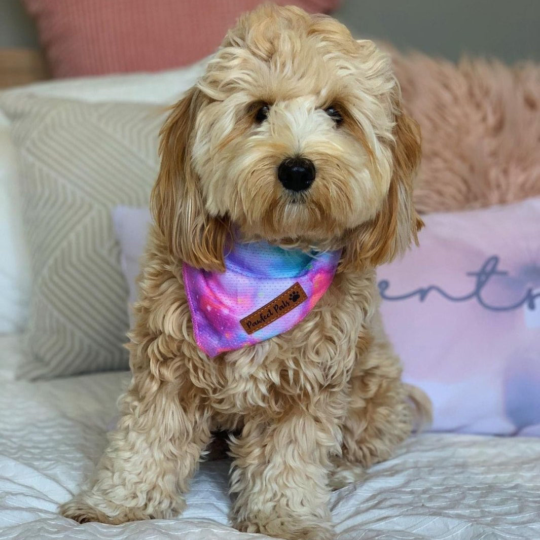 AmbassaDOG in Dreamy Days cooling bandana.