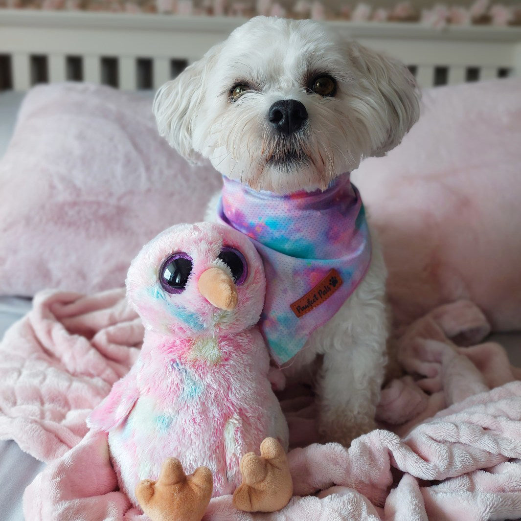 AmbassaDOG in Dreamy Days cooling bandana.