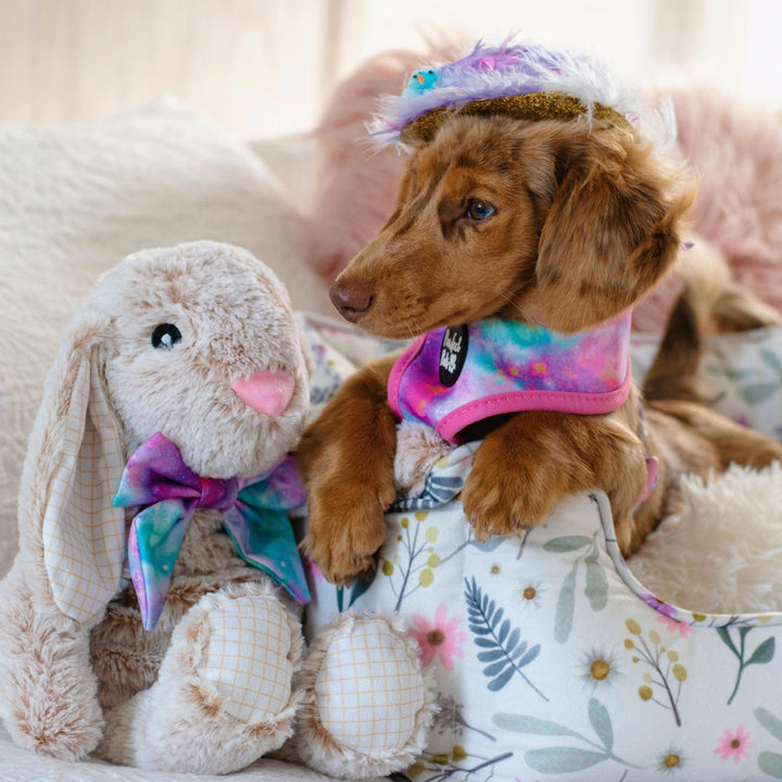 AmbassaDOG Coco in the Pick of the Bunch / Dreamy Days reversible harness.