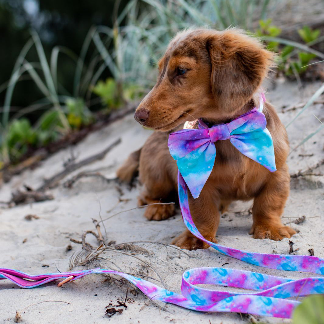 AmbassaDOG Coco in the Dreamy Days sailor bow tie, soft collar and soft lead.