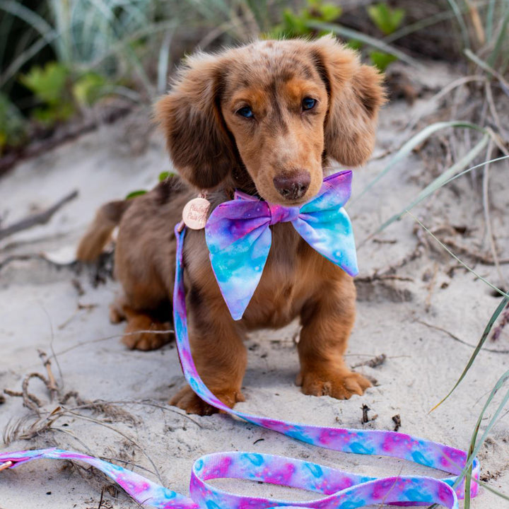 AmbassaDOG Coco in Dreamy Days soft lead, soft collar and sailor bow tie.