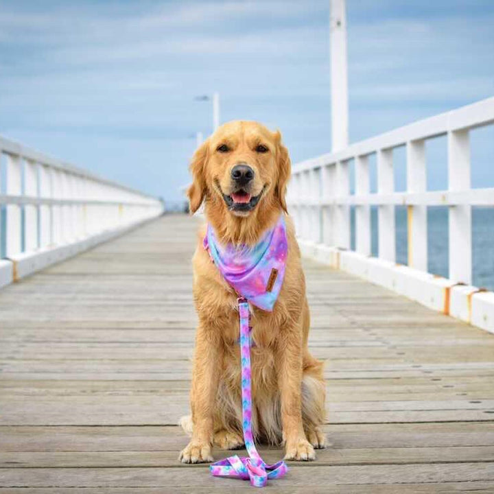 AmbassaDOG Keira in Dreamy Days vegan leather dog lead and bandana.