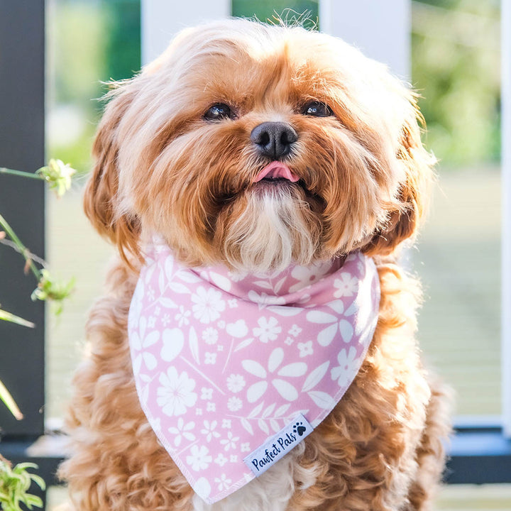 AmbassaDOG Bertie in the Dusty Pink cotton bandana.