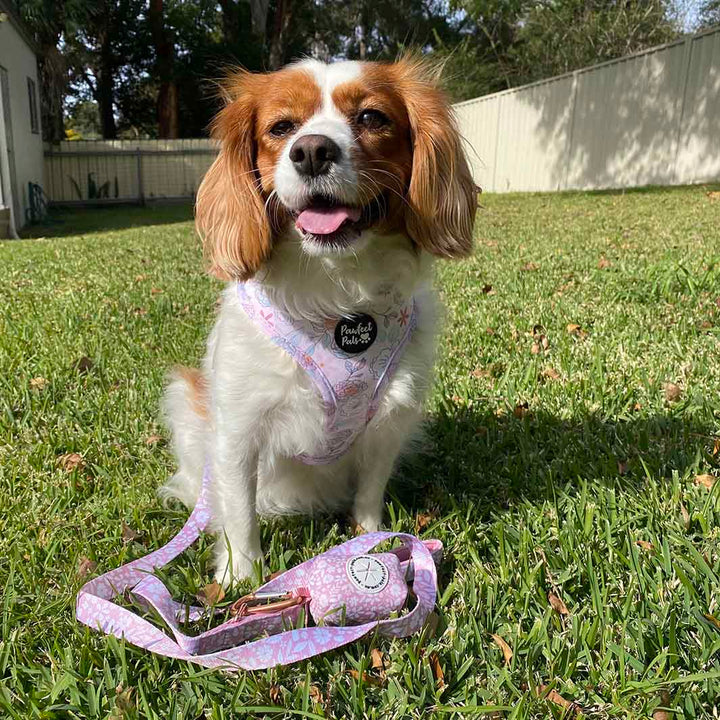 AmbassaDOG Cleo with the Dusty Pink waste bag holder, soft lead and Precious Petal reversible harness.