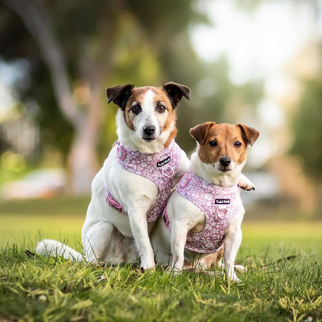 AmbassaDOGs The Two Jacks in Dusty Pink no-pull adjustable harnesses.