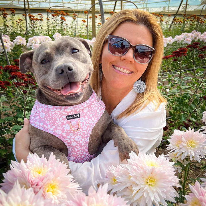 AmbassaDOG Peggy in the Dusty Pink no-pull adjustable harness.