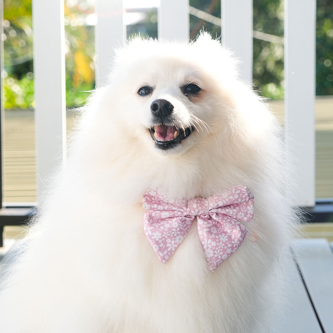 AmbassaDOG in the Dusty Pink sailor bow tie.