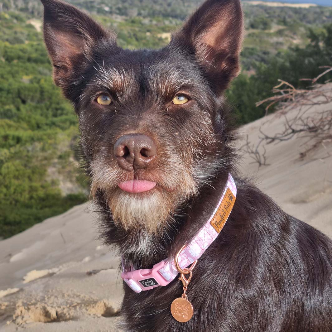 AmbassaDOG Ellie in the Dusty Pink soft dog collar.
