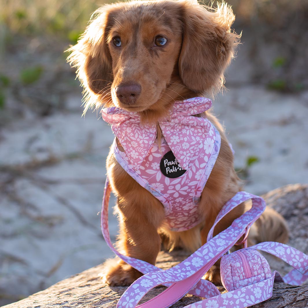 AmbassaDOG Coco in the Dusty Pink soft lead, sailor bow tie, waste bag holder and Precious Petal reversible harness.