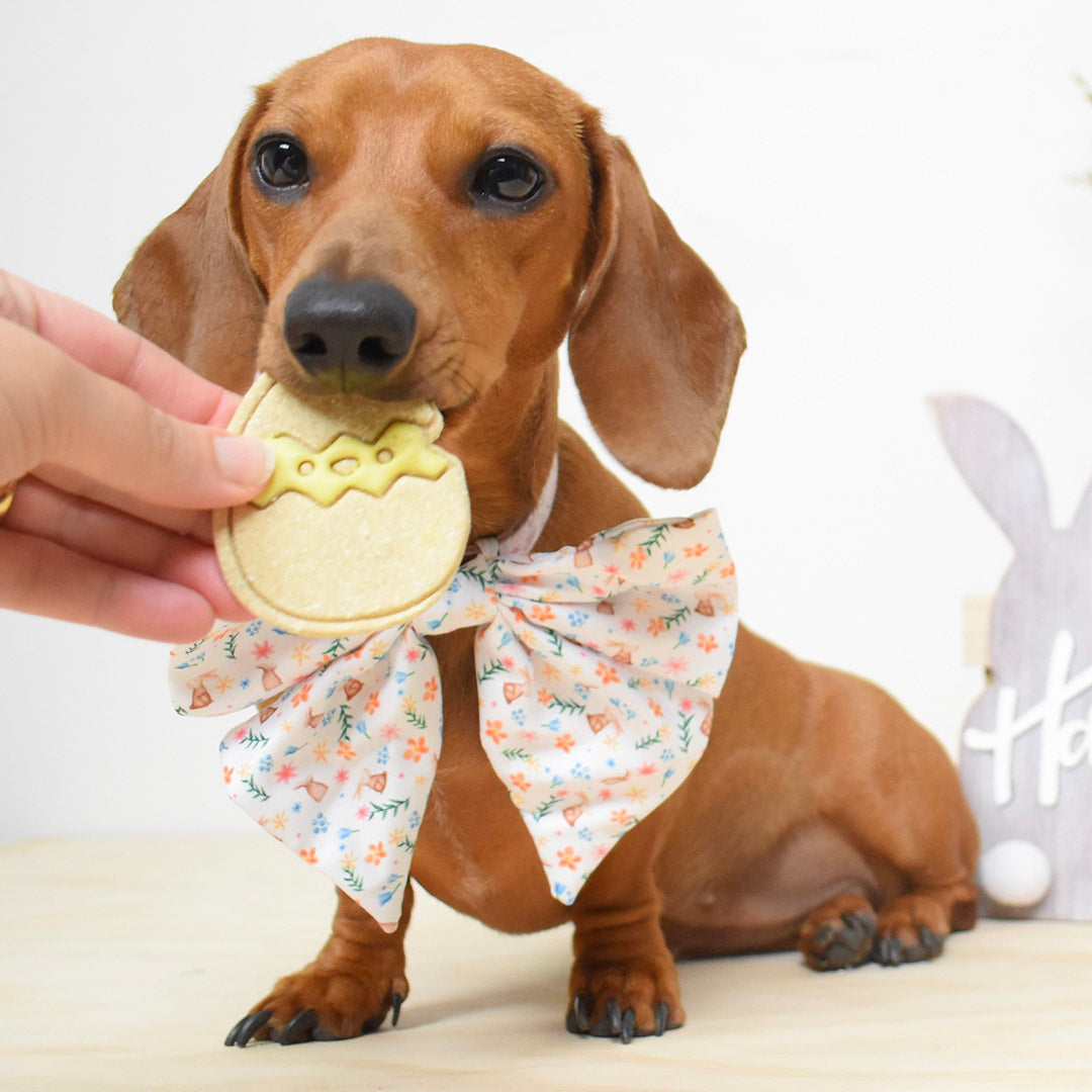 AmbassaDOG Sadie eating an Easter cookie in her Hippity Hoppity Easter sailor bow tie.