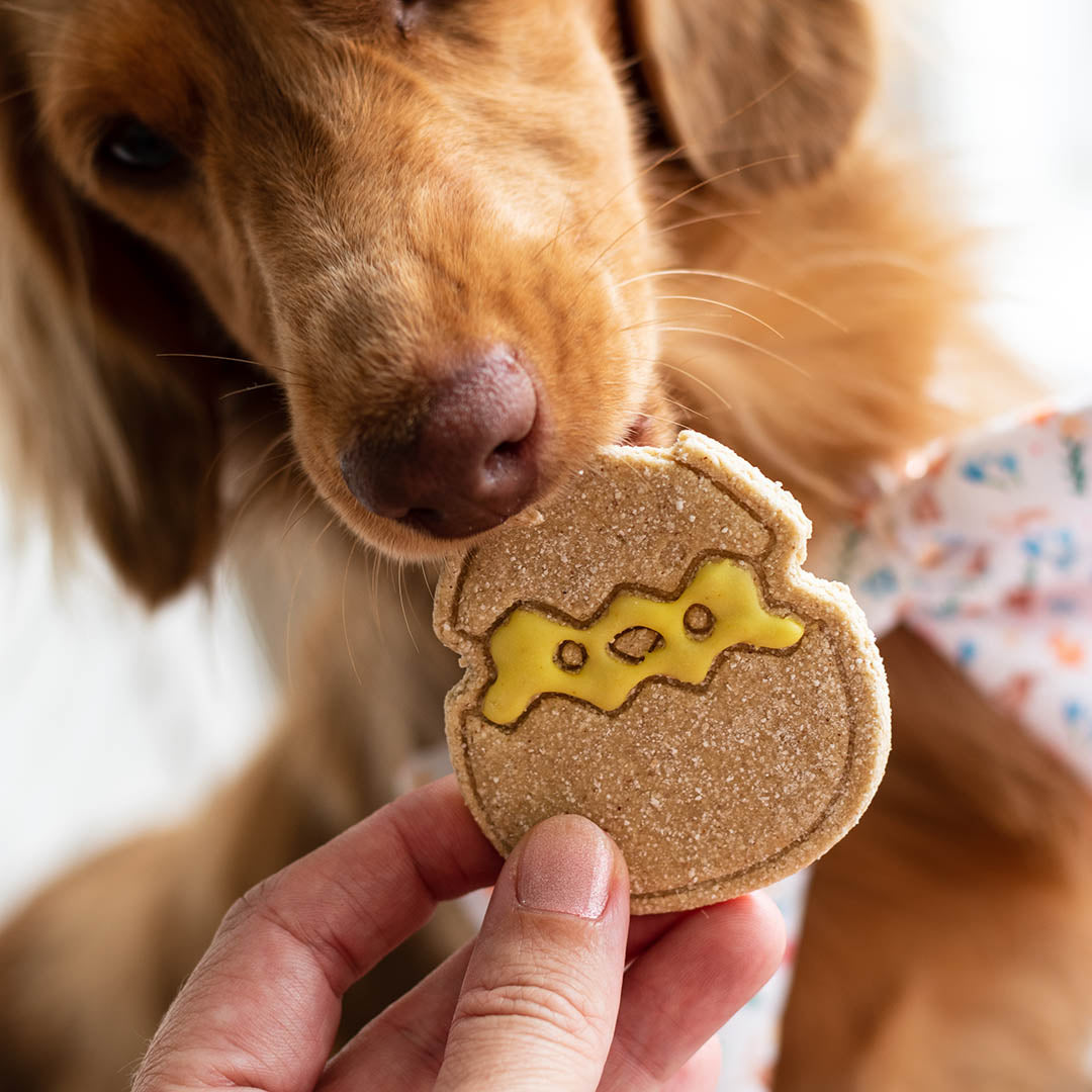 AmbassaDOG Coco enjoys an Easter cookie.
