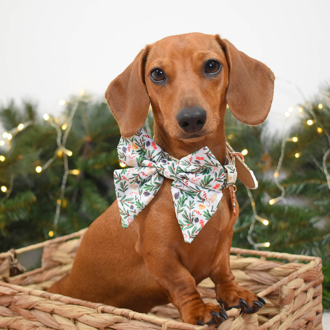AmbassaDOG Sadie in the Gettin' Jingly With It sailor bow tie and vegan leather dog lead.