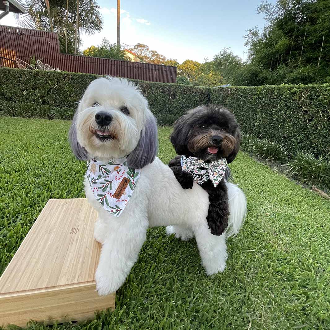 AmbassaDOG Ted in the Gettin' Jingly With It cooling bandana.