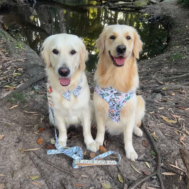 AmbassaDOGs Molly and Eden in the Gettin' Jingly With It complete no-pull adjustable harness bundle.