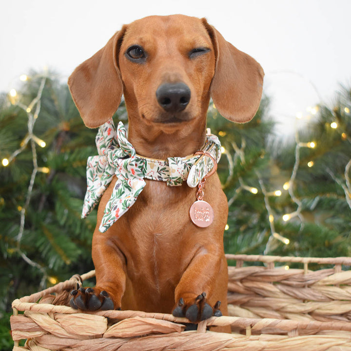 AmbassaDOG Sadie showing off her Gettin' Jingly With It vegan leather dog collar.