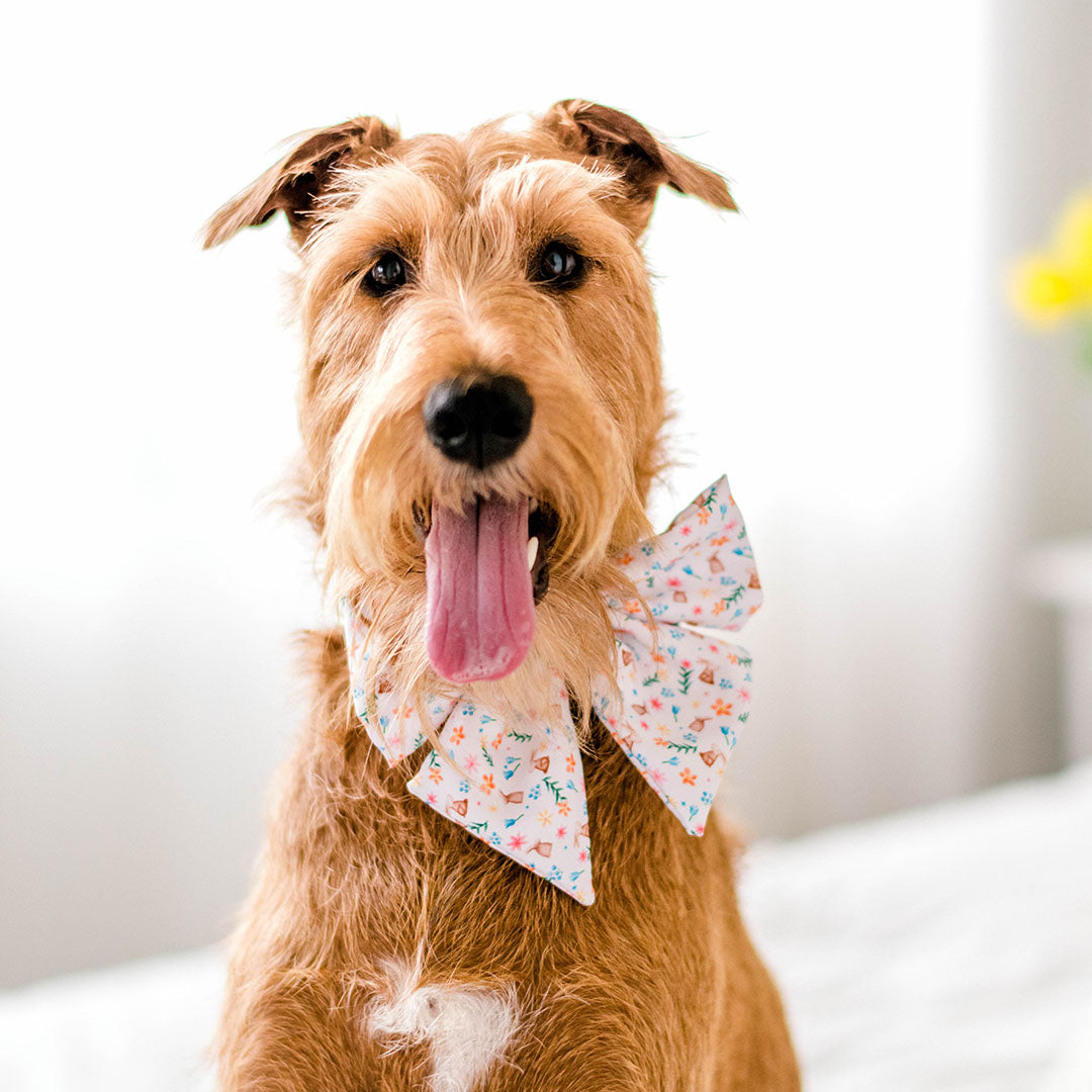 AmbassaDOG Henry in his Hippity Hoppity Easter sailor bow tie.