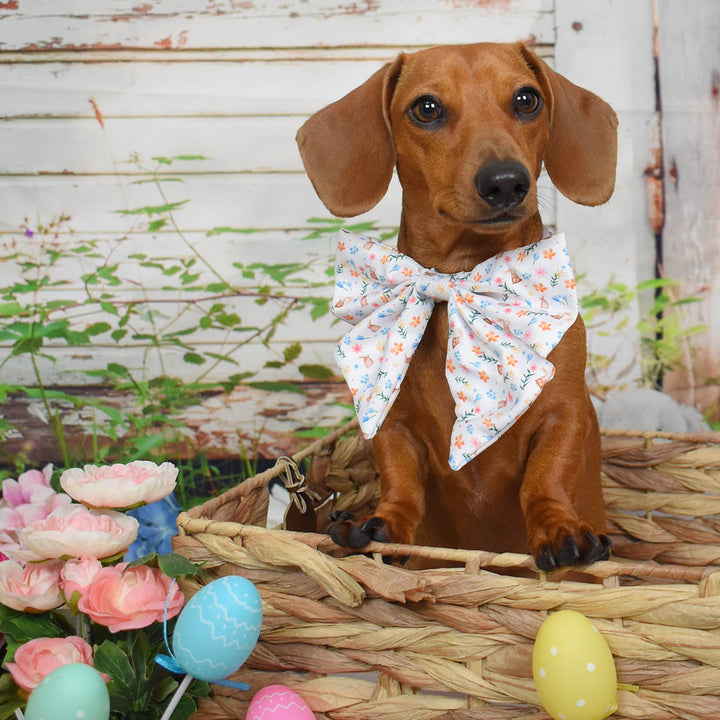 AmbassaDOG Sassy Sadie in her Hippity Hoppity Easter sailor bow tie.