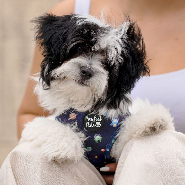 AmbassaDOG in the Infinity & Beyond reversible harness.