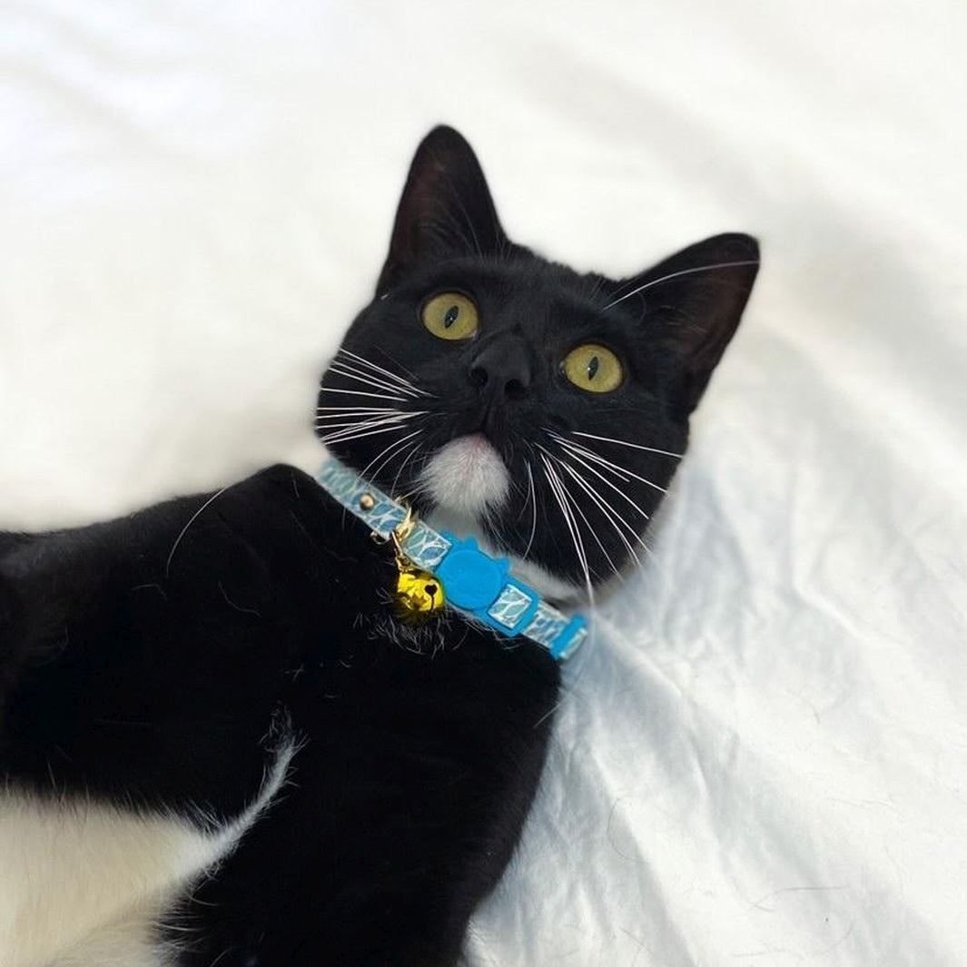 AmbassaCAT Comet in the Koalified Cuddler cat collar.