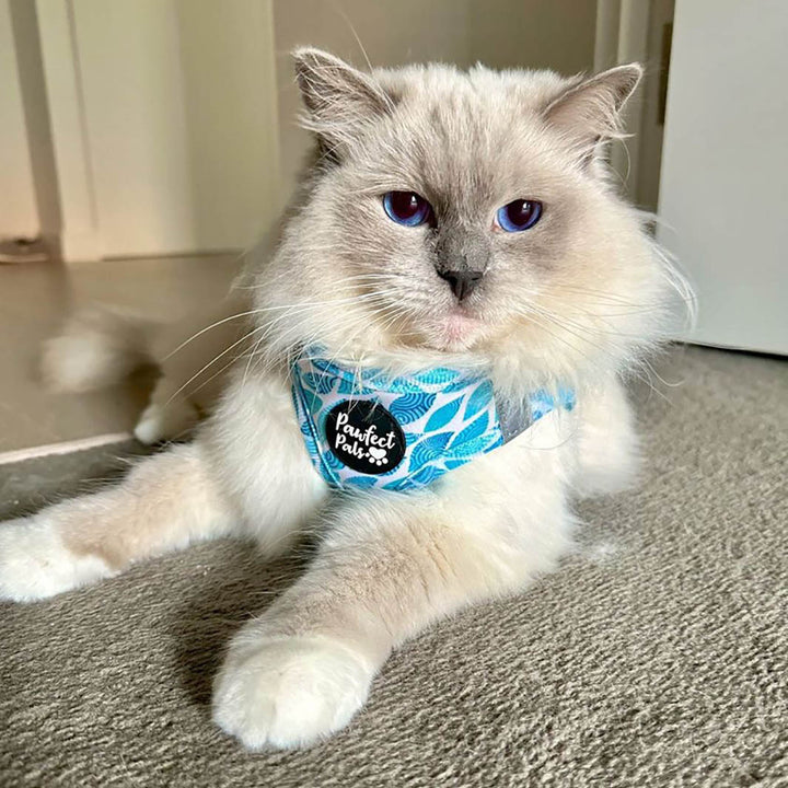 Benji in his Koalified Cuddler - Leaves cat harness.