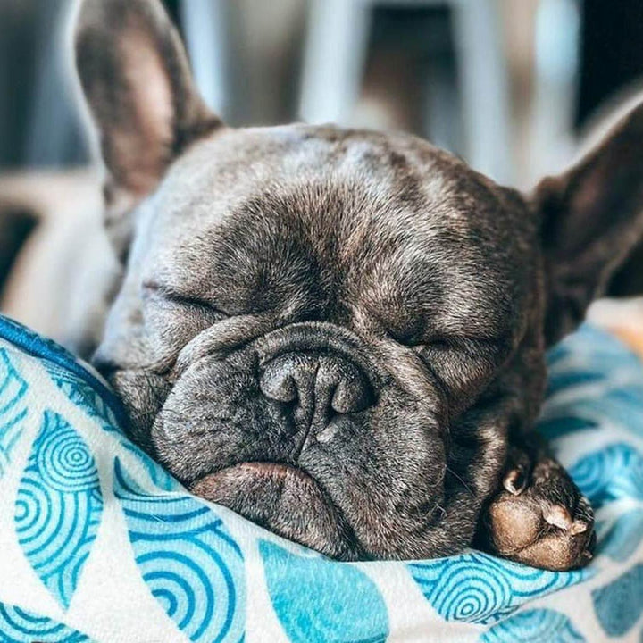 AmbassaDOG on the Koalified Cuddler cuddle bud dog bed.