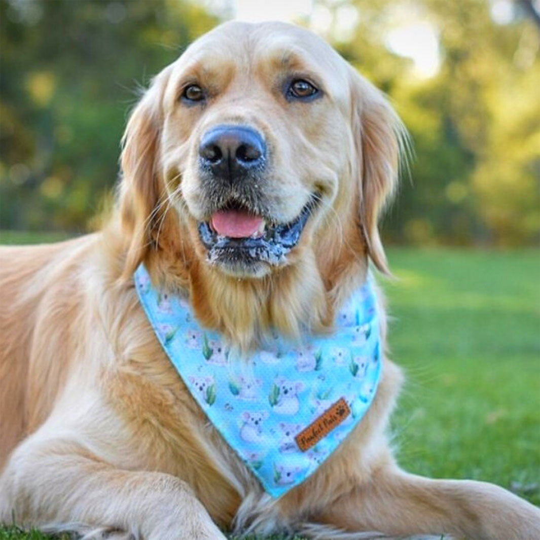 AmbassaDOG wearing the Koalified Cuddler - Koala cooling bandana.
