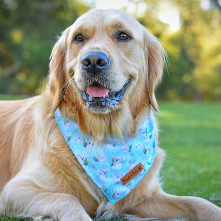 AmbassaDOG wearing the Koalified Cuddler - Koala cooling bandana.