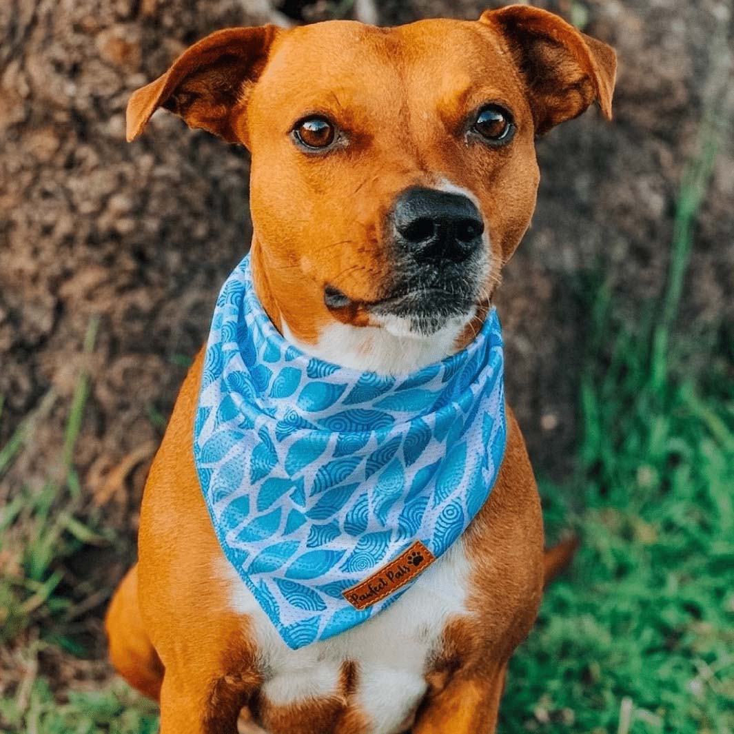 AmbassaDOG Penny in the Koalified Cuddler - Leaves bandana.