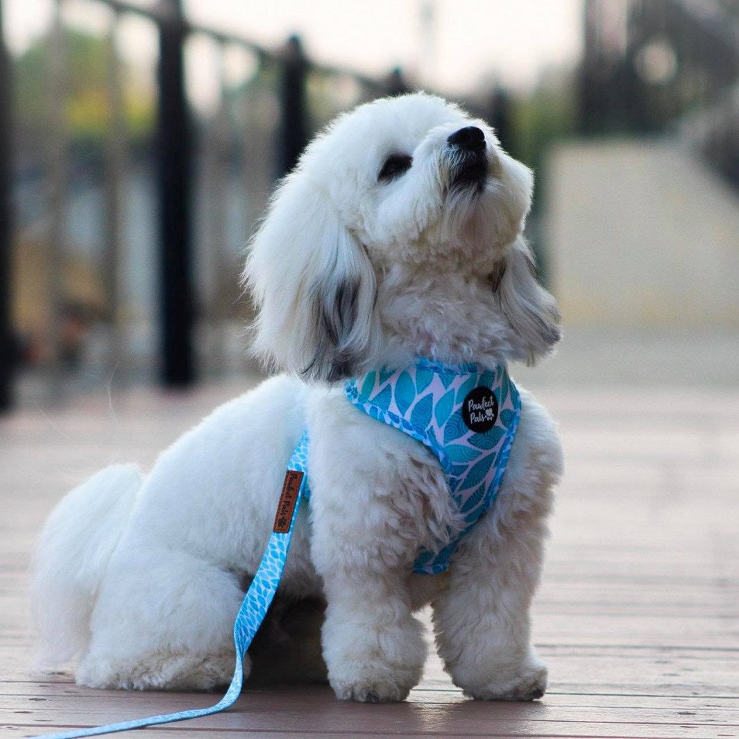 AmbassaDOG Ted in the Koalified Cuddler - Leaves soft lead and reversible harness.