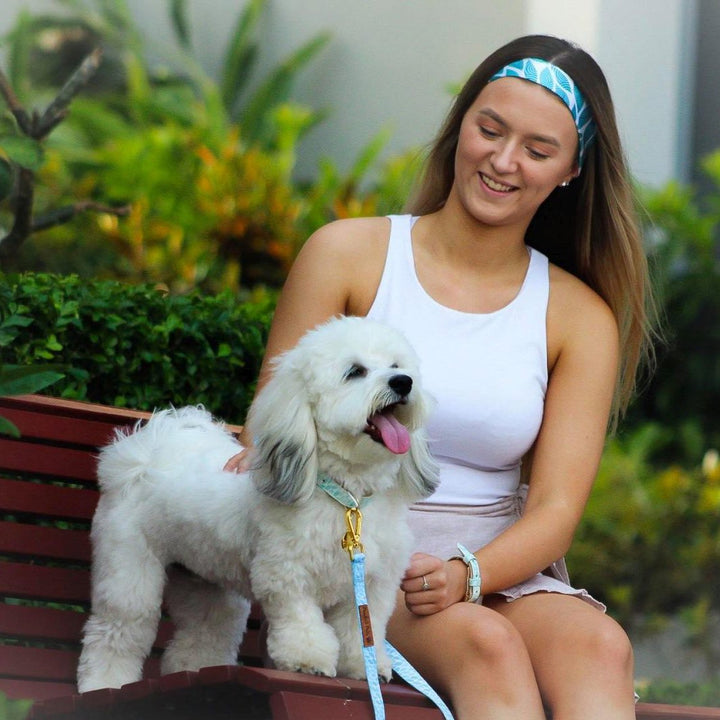AmbassaDOG Ted in the Koalified Cuddler - Leaves collar and lead.