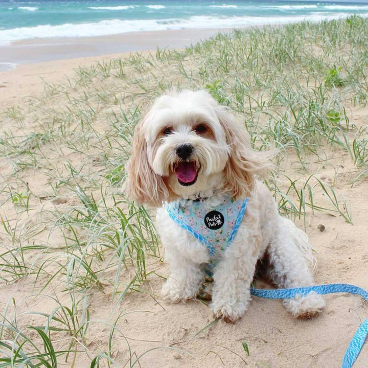AmbassaDOG Bailey in the Koalified Cuddler - Leaves lead and reversible harness.